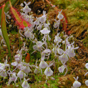 Utricularia sandersonii Potted