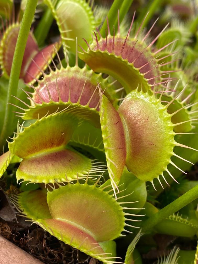 A close-up image of Venus flytraps, which are carnivorous plants, showing their green and purple leaves with traps opened wide.
