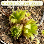 Winter Succulent Leaves