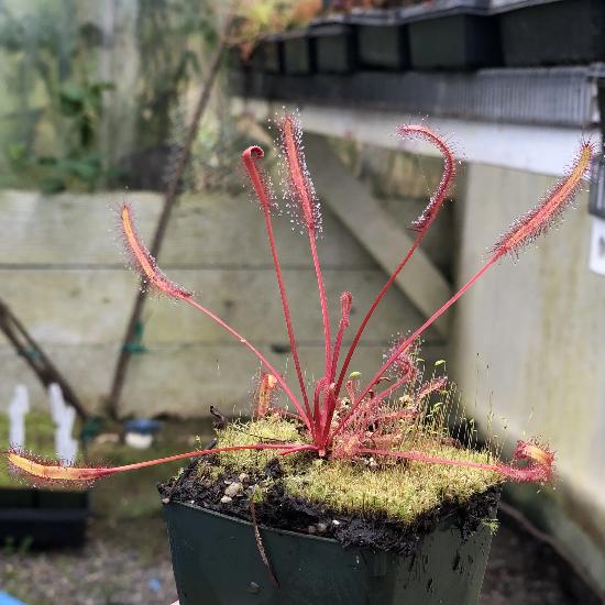 Drosera capensis orange sherbet