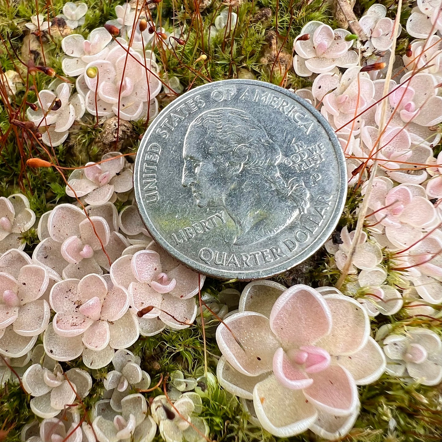 Pinguicula ehlersiae "Cotton Candy" BARE ROOT