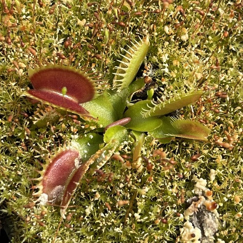 dionaea big teeth red giant
