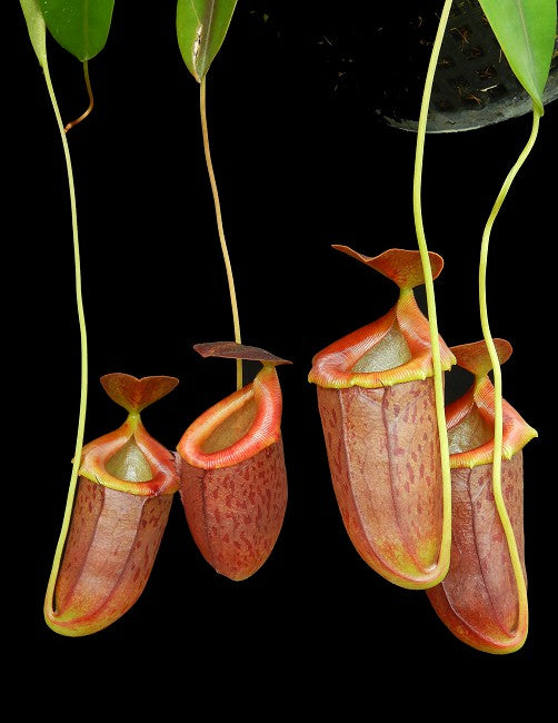 Nepenthes burkei x tenuis Potted