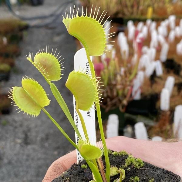 Dionaea Spider Seed Pack
