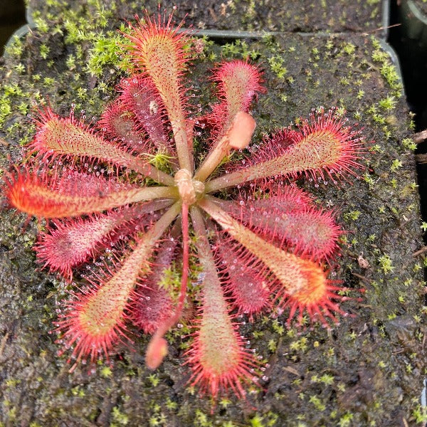 Drosera spatulata var. lovellae
