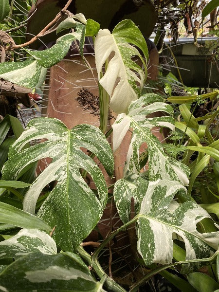 Monstera borsigiana albo variegated BARE ROOT