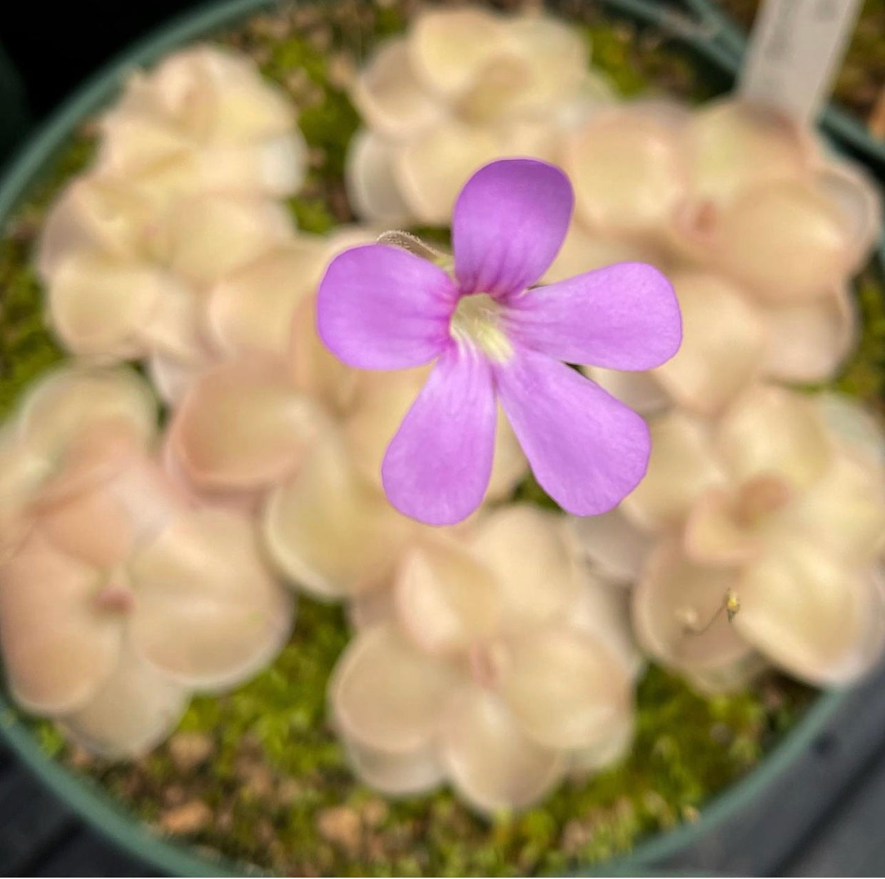 Pinguicula x 'Pirouette' BARE ROOT
