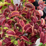 Dionaea Red Piranha