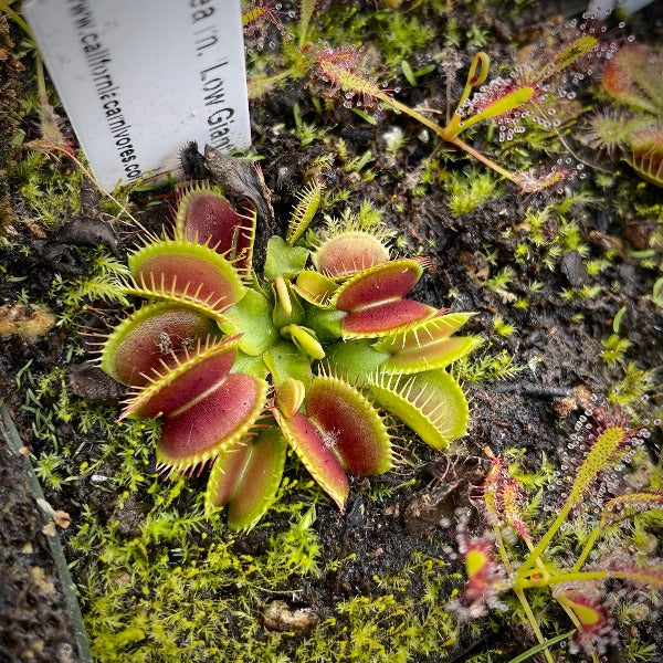 Dionaea low giant