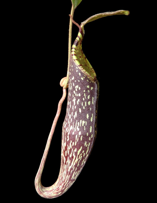 Nepenthes spectabilis "Sibuyatan" Potted