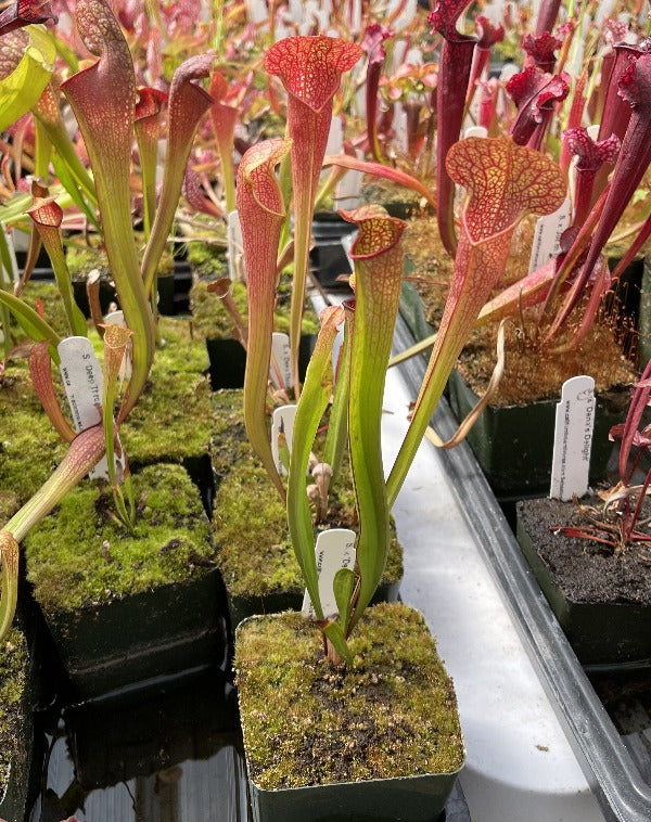 Sarracenia x 'Deep Throat' Division Potted
