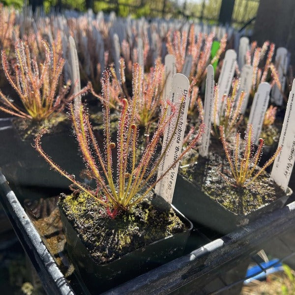 Drosera hybrida Butterfly Valley Sundew