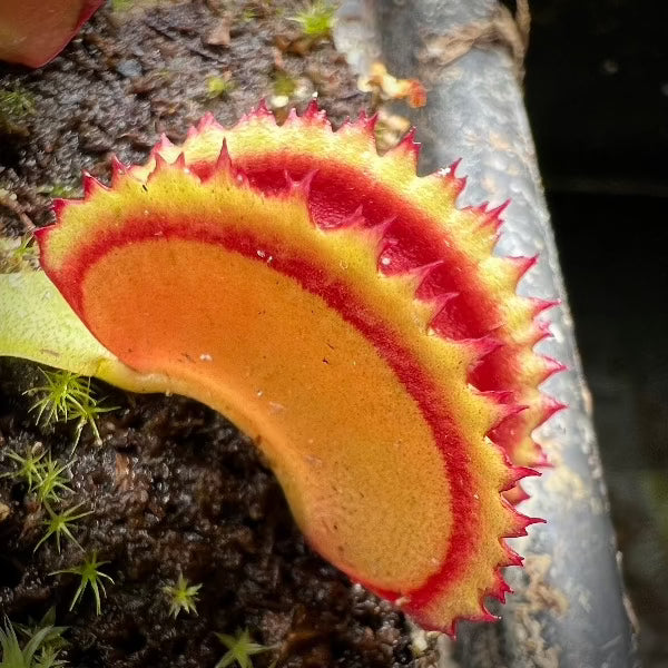 Dionaea m. "Big Dracula"