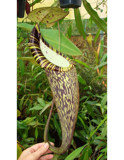 Nepenthes spectabilis ‘Giant’ Gunung Perkinson Potted