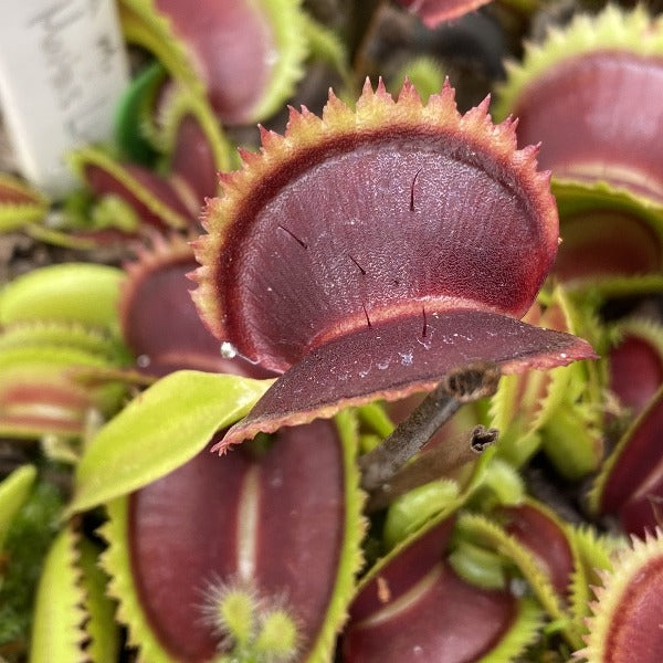 Dionaea Martas Lips Venus Flytrap