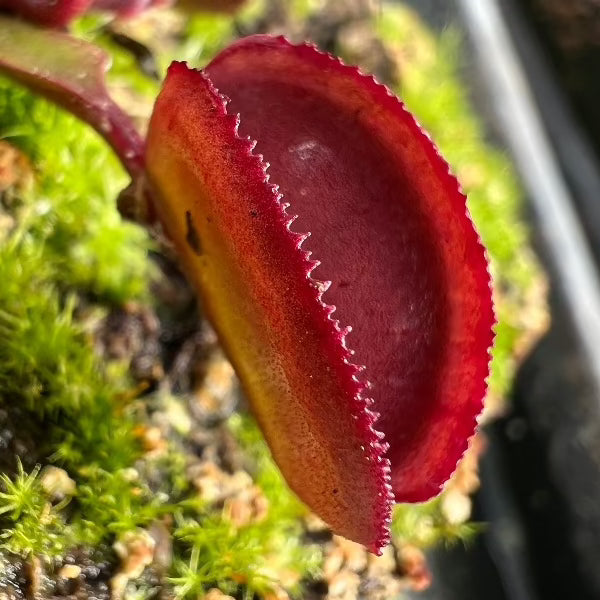 Dionaea Red Periscope