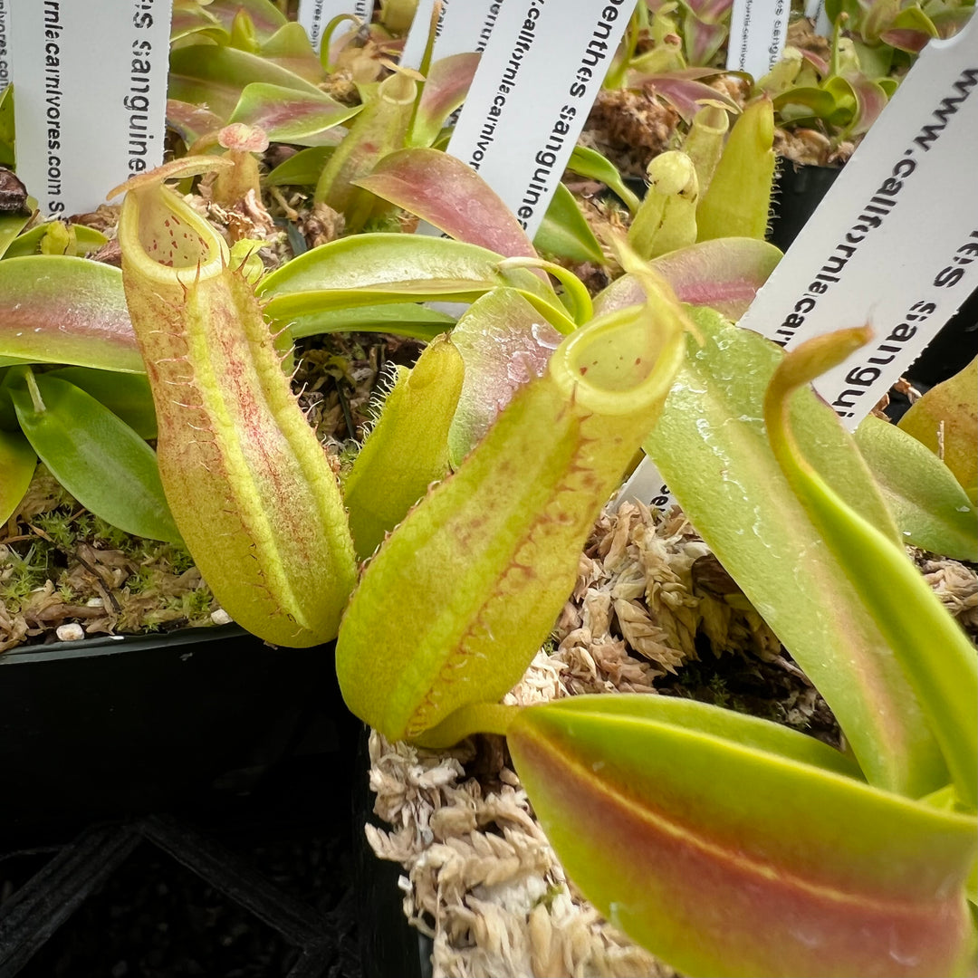 Nepenthes sanguinea Potted