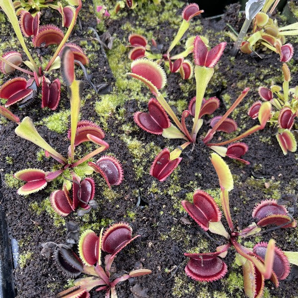 Dionaea sunrise