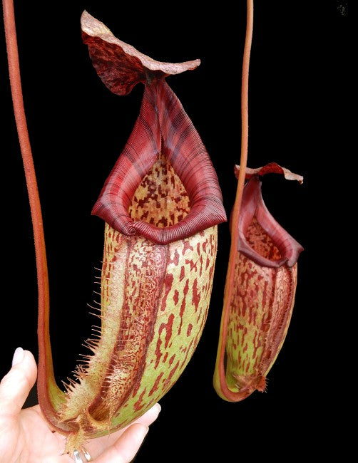 Nepenthes burbidgeae x ( maxima x talangensis ) Potted