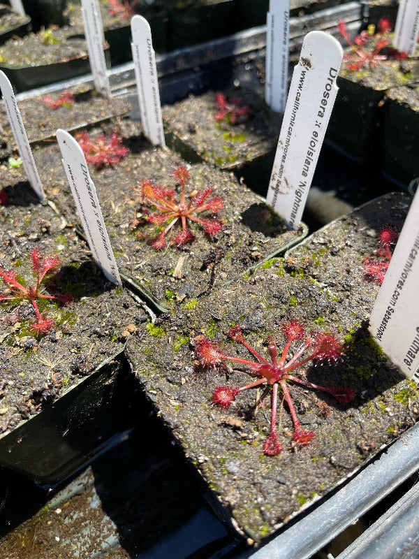 Drosera eloisiana beleziana sundew