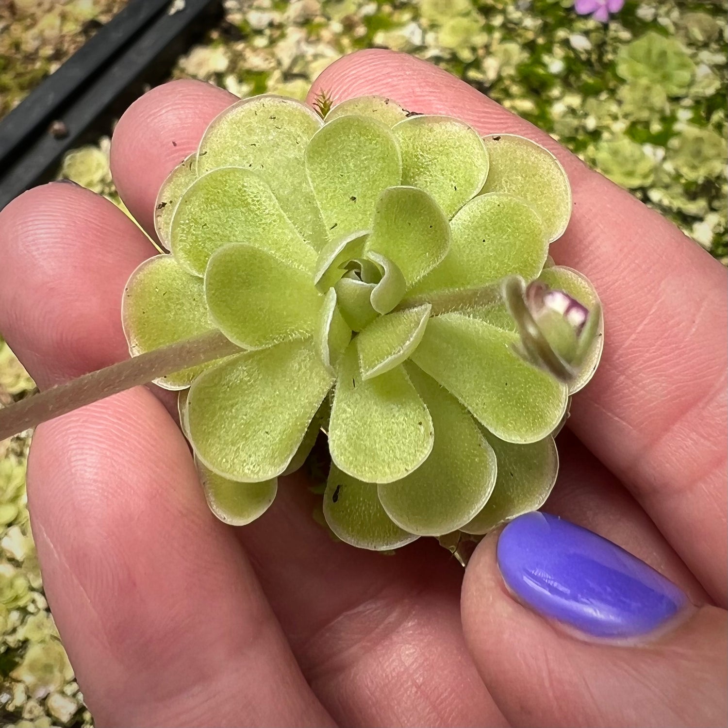 Pinguicula ehlersiae "Mighty Mouse" BARE ROOT