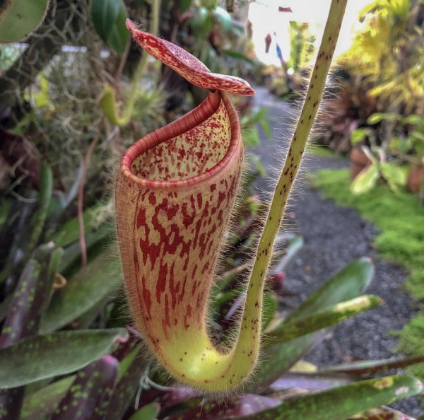 Nepenthes glandulifera Seed-Grown CalCarn Potted
