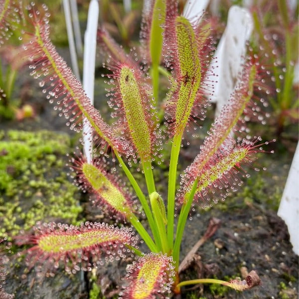 Drosera Hercules Sundew