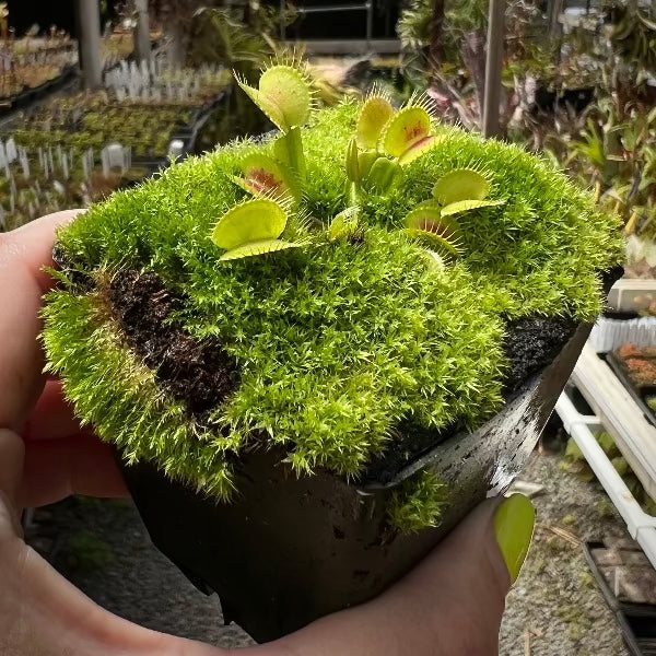Dionaea B01