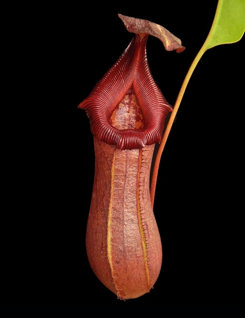 Nepenthes robcantleyi x ventricosa Potted