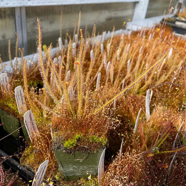 Drosera filiformis Old Dock Columbus NC Sundew