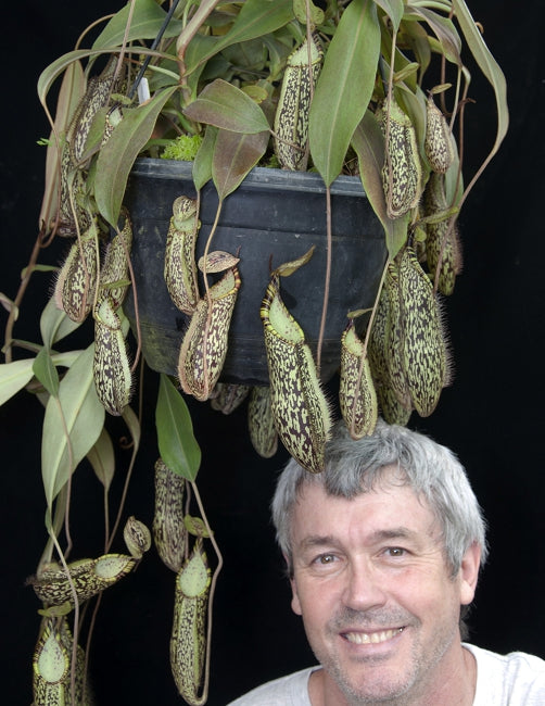 Nepenthes spectabilis "Sibuyatan" Potted