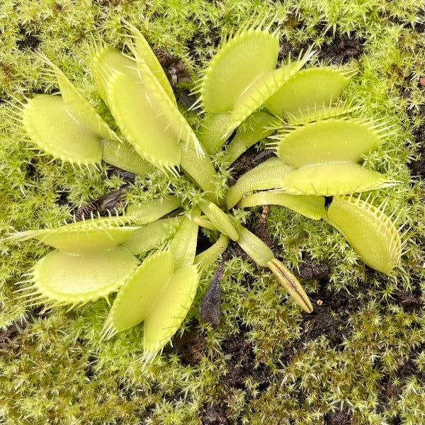 Dionaea m. "Green Machine"