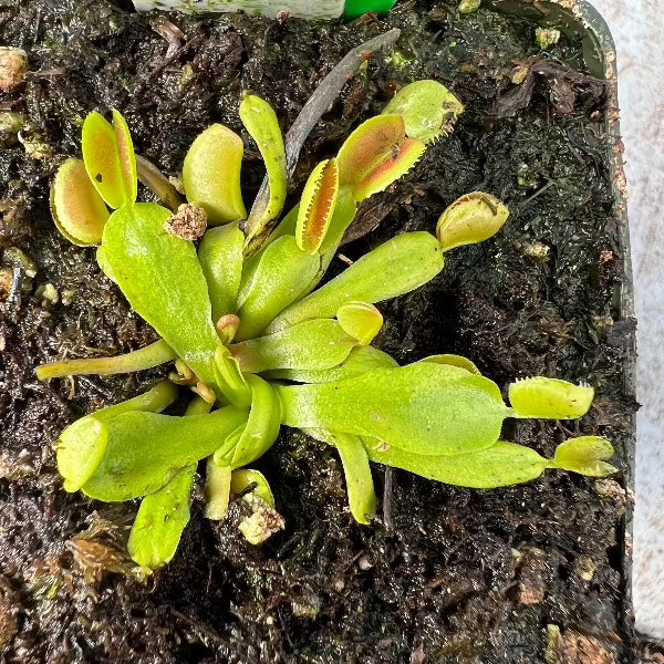 Dionaea Periscope