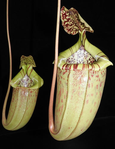 Nepenthes burbidgeae x sibuyanensis Potted