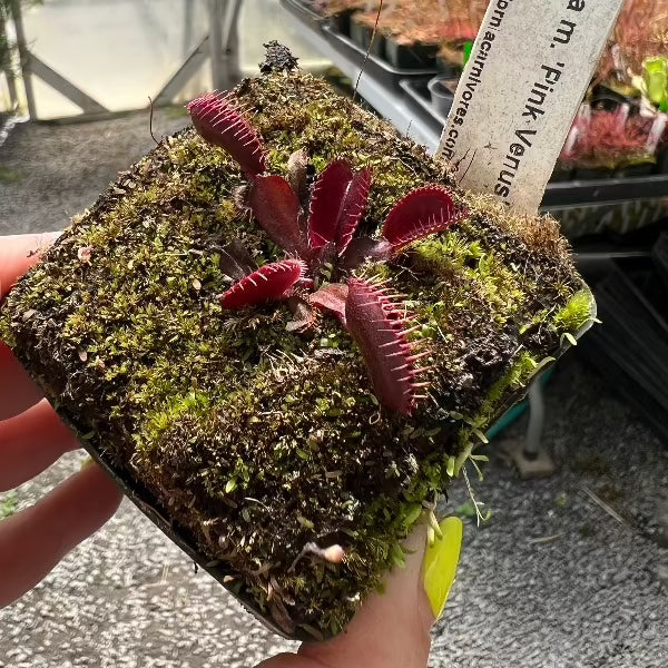 Dionaea Pink Venus