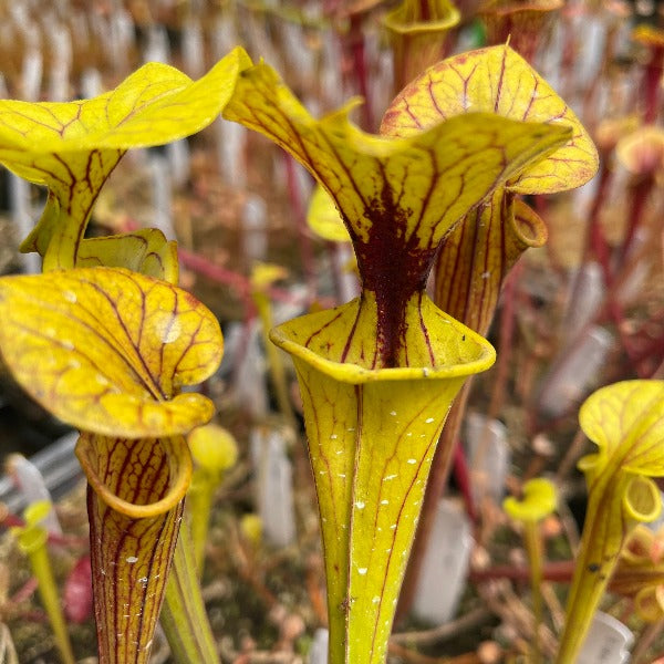 Sarracenia flava v. ornata seed-grown Potted