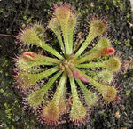 Drosera tokaiensis sundew