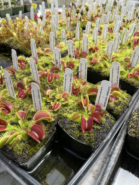 Dionaea Dragons Breath