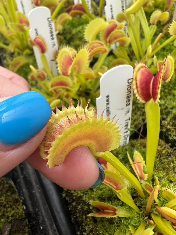 Dionaea Trevs Dracula
