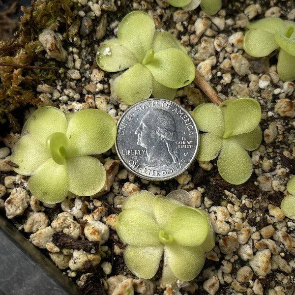 Pinguicula x 'Tina' BARE ROOT