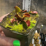 Dionaea Red Shark Teeth