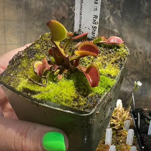 Dionaea Red Shark Teeth