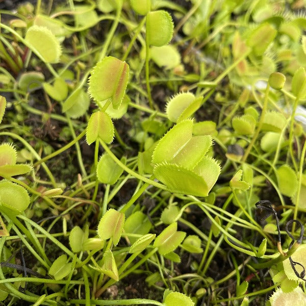 dionaea korean melody shark