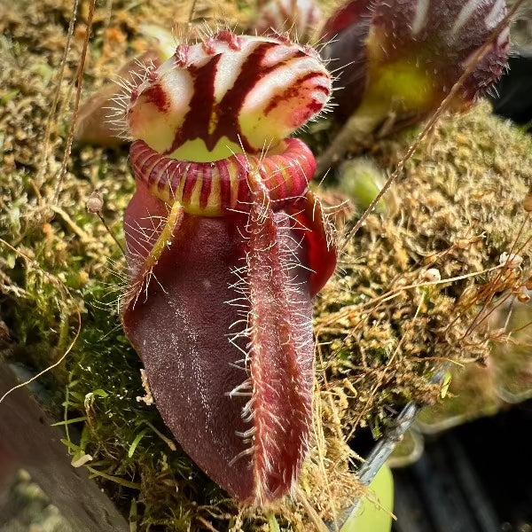 Cephalotus follicularis "Daniela"