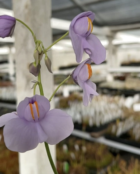 Utricularia cornigera Potted