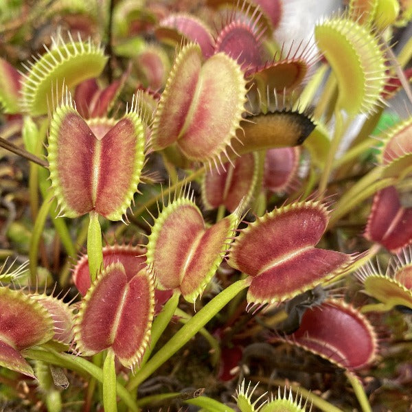 Seed Pack Dionaea m. Seed-Grown Christian Klein (12 seeds/pack)