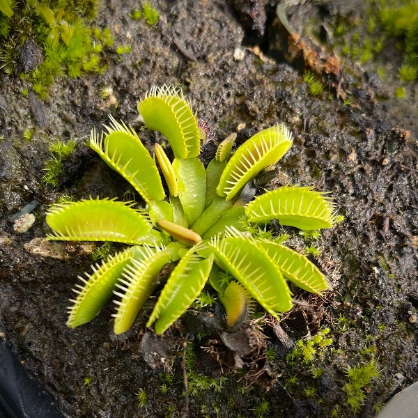 Dionaea haircomb