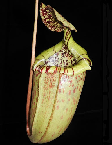 Nepenthes burbidgeae x sibuyanensis Potted