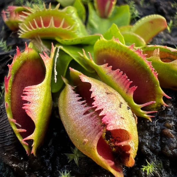 Dionaea fused tooth