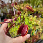 Dionaea Trevs Red Dentate